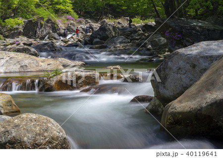 風景 チョウセンヤマツツジ ベムサゴル 40119641