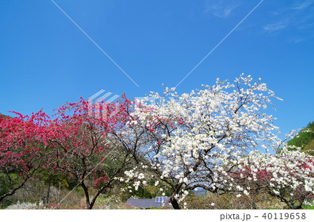 ハナモモ　花 40119658