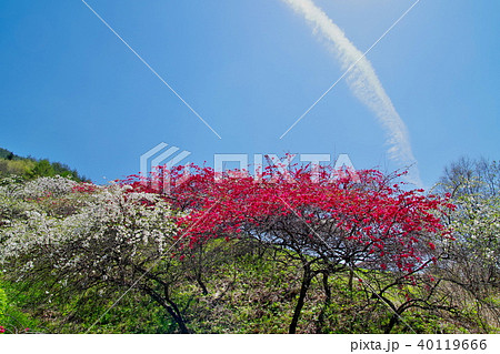 ハナモモ 花 ハナモモ 花 40119666