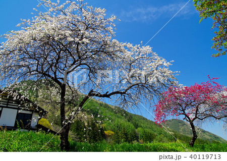 ハナモモ　花 40119713