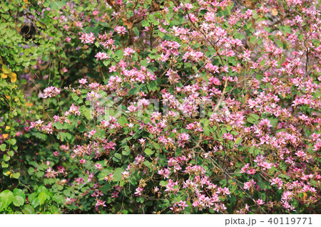 a Bauhinia flower in Hong Kong at spring time 40119771