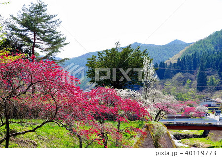 ハナモモ　花 40119773