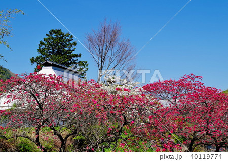 ハナモモ 花 ハナモモ 花 40119774