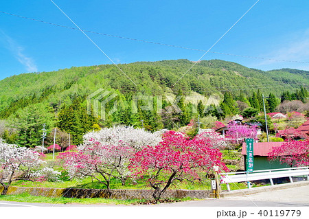 ハナモモ 花 ハナモモ 花 40119779