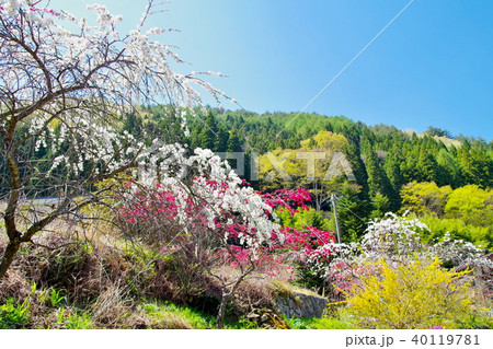 ハナモモ　花 40119781