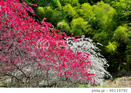 ハナモモ　花 40119792