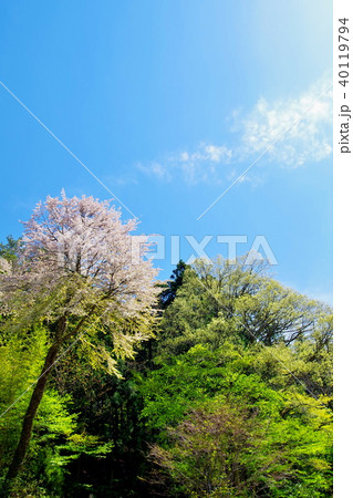 ハナモモ 花 ハナモモ 花 40119794