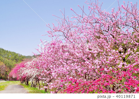 ハナモモ 花 ハナモモ 花 40119871
