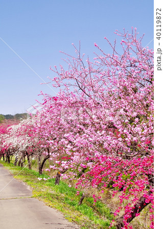 ハナモモ　花 40119872