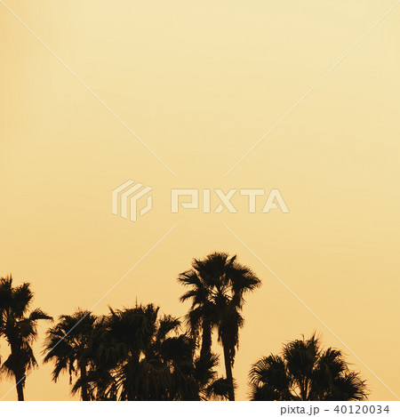 Beautiful sunset of LA palm trees 40120034