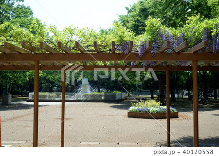 藤の花咲く、船橋市薬円台公園、噴水広場 40120558