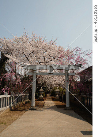 満開の桜の、船橋市三咲稲荷神社 40120565