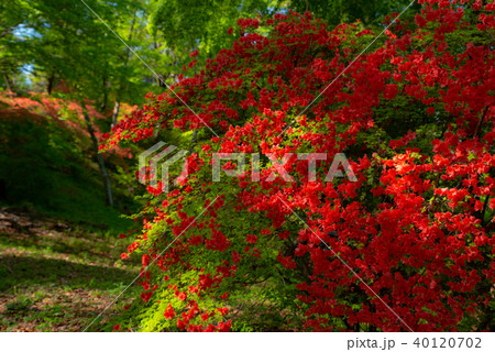 ヤマツツジ咲く新緑の峠 木漏れ日差す花 a-1 ヤマツツジ咲く新緑の峠 木漏れ日差す花 a-1 40120702
