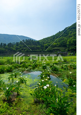 台湾 陽明山 クワズイモ 40120771