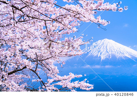 静岡県 富士山と満開の桜の写真素材