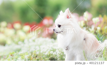 チワワと春の花壇 2 40121137