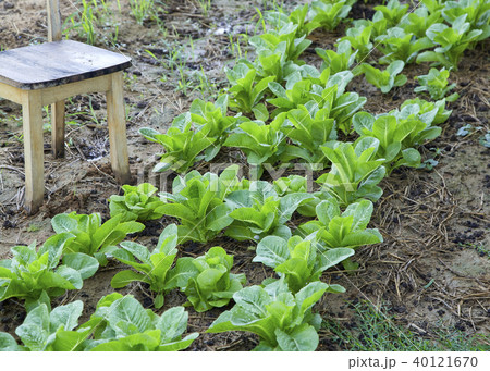 Organic Vegetable Farm in Thailand Organic Vegetable Farm in Thailand 40121670