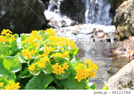 エゾノリュウキンカと滝 40121768
