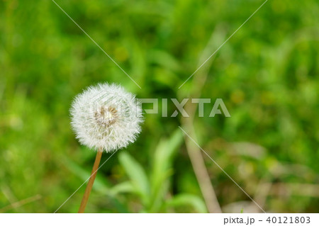 野原のタンポポ2 野原のタンポポ2 40121803