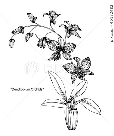 Orchids flower. Drawing and sketch with black and white line-art, Stock  Vector, Vector And Low Budget Royalty Free Image. Pic. ESY-042622629 |  agefotostock