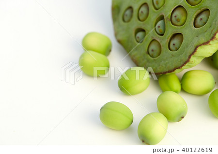lotus seed close up 40122619