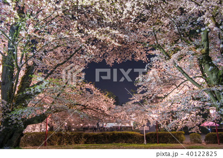 弘前公園の桜 ハートの形の桜の写真素材