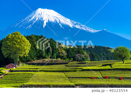 《静岡県》富士山・大淵笹場の茶畑 40123554