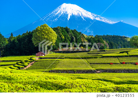 《静岡県》富士山・大淵笹場の茶畑 40123555