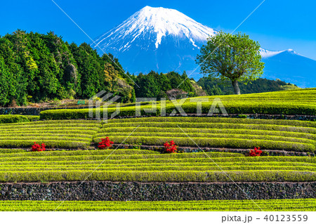 《静岡県》富士山・大淵笹場の茶畑 40123559