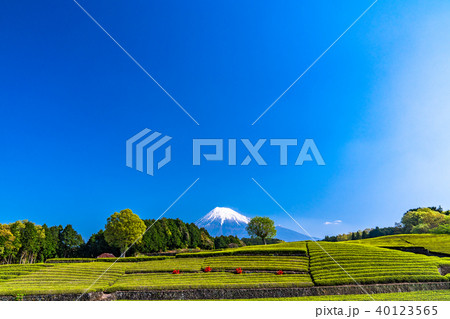 《静岡県》富士山・大淵笹場の茶畑 《静岡県》富士山・大淵笹場の茶畑 40123565