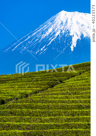 《静岡県》富士山・大淵笹場の茶畑 《静岡県》富士山・大淵笹場の茶畑 40123573