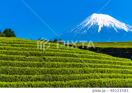 《静岡県》富士山・大淵笹場の茶畑 40123581