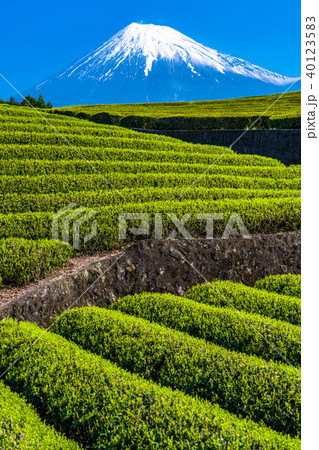 《静岡県》富士山・大淵笹場の茶畑 《静岡県》富士山・大淵笹場の茶畑 40123583