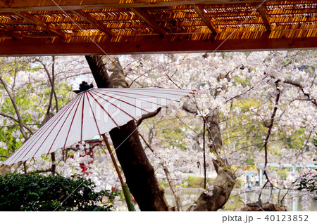 日本庭園 野点傘 和傘 桜 春 鎌倉ぼたん園の写真素材