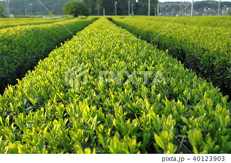 狭山茶の新茶 40123903