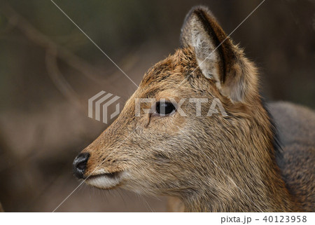 鹿 横顔の写真素材