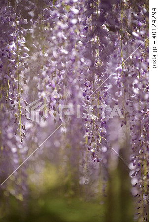 白毫寺の9尺藤 白毫寺の9尺藤 40124294