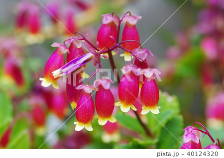 カランコエ・ウェンディ カランコエ・ウェンディ 40124320