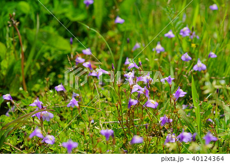 春の野草（ムラサキサギゴケ） 40124364