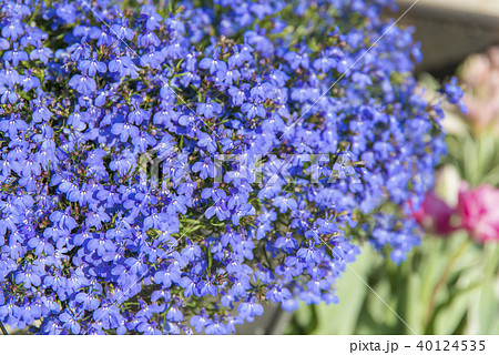 ルリミゾカクシ（ロベリア） 40124535