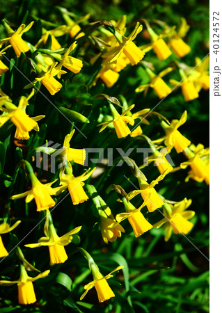 黄色い水仙の花 40124572