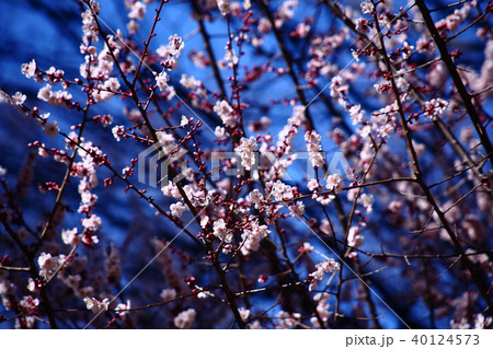 咲き始めた、薄ピンク色の梅 咲き始めた、薄ピンク色の梅 40124573