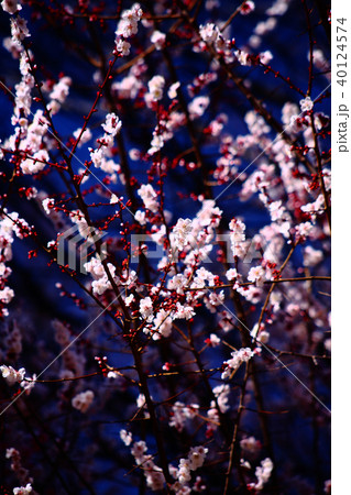 咲き始めた、薄ピンク色の梅 40124574