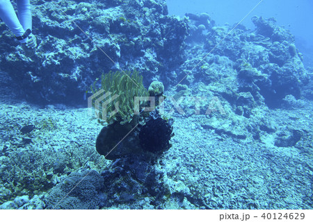 Fish on underwater coral reef 40124629