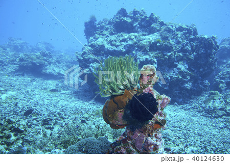 Fish on underwater coral reef 40124630