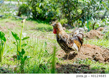 動物 動物学 可愛い動物 40124685