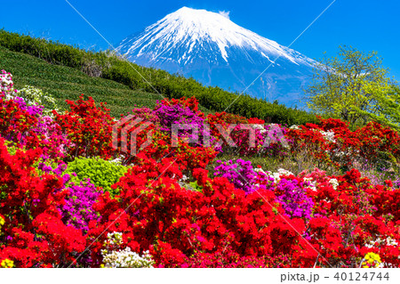 《静岡県》富士山とツツジの花畑 《静岡県》富士山とツツジの花畑 40124744