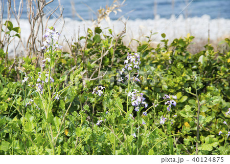 ハマダイコン(鳴り石の浜/鳥取県) ハマダイコン(鳴り石の浜/鳥取県) 40124875