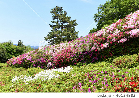 小室山公園つつじ祭りの写真素材