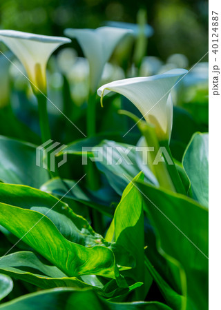 台北 台北市 タイペイ 40124887